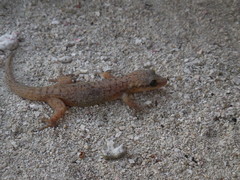 Phyllodactylus insularis
