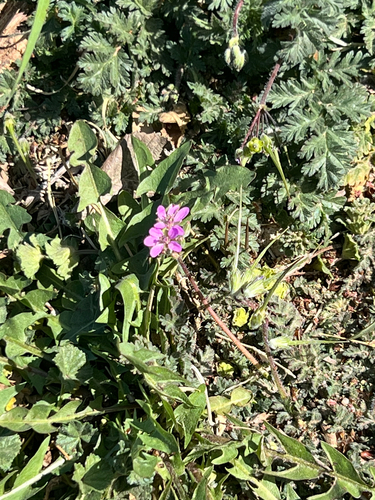 Redstem Stork's-bill