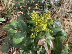 Berberis aquifolium