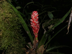 Aechmea hoppii