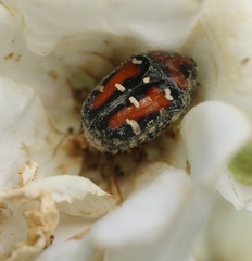 Gametis versicolor