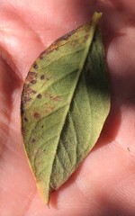 Vaccinium fuscatum image