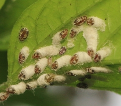 Pulvinaria polygonata