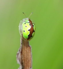 Chiridopsis marginata