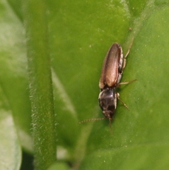Cardiophorinae