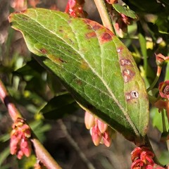 Vaccinium fuscatum image
