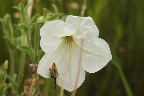 large white petunia (Petunia axillaris)