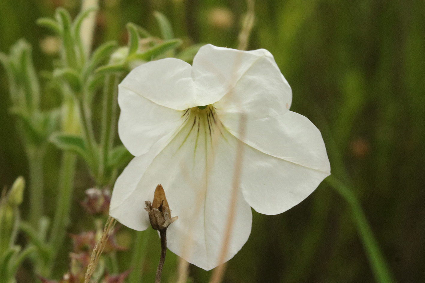 Large White Petunia (Petunia axillaris)