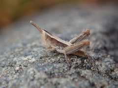 Chorthippus maritimus maritimus
