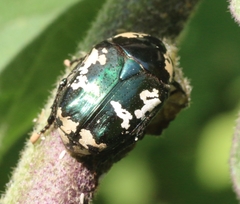 Protaetia peregrina