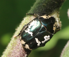 Protaetia peregrina