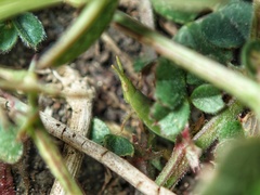 Atractomorpha lata