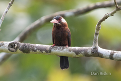 Galbalcyrhynchus leucotis