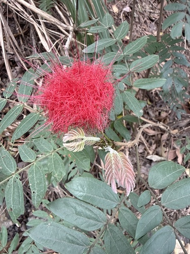 Stickpea (Calliandra haematocephala)