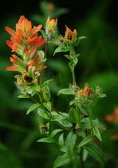 Castilleja miniata fulva