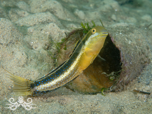 Brown sabretooth blenny (Petroscirtes lupus) — Blenniidae
