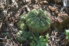 Gymnocalycium marsoneri