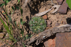Gymnocalycium marsoneri