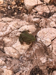 Ranoidea platycephala