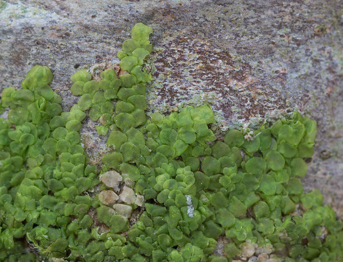 Plokščioji miltuotė nuotrauka