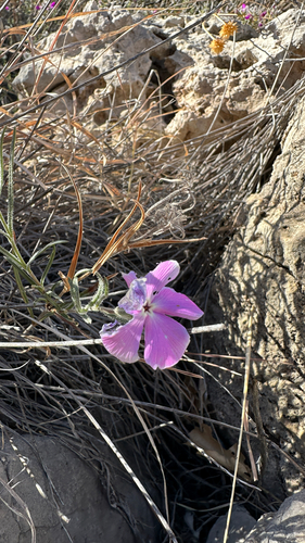 Santa Fe phlox (Phlox nana)