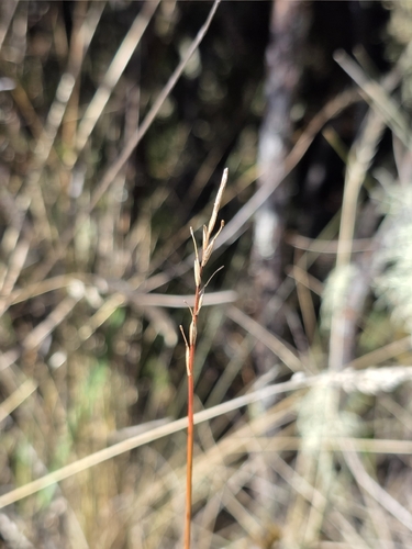 Red Bastard Grass (Carex punicea)