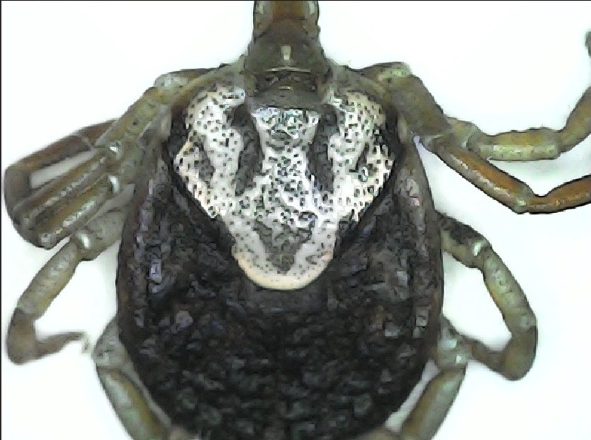 Amblyomma cajennense Fabricius, 1787