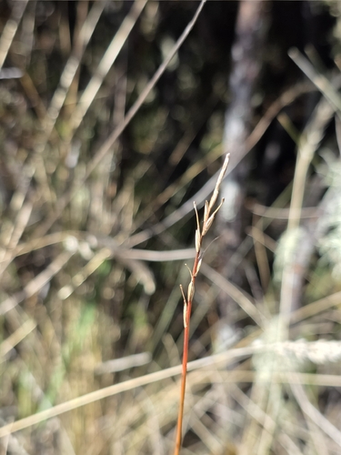 Carex punicea, photograph 2