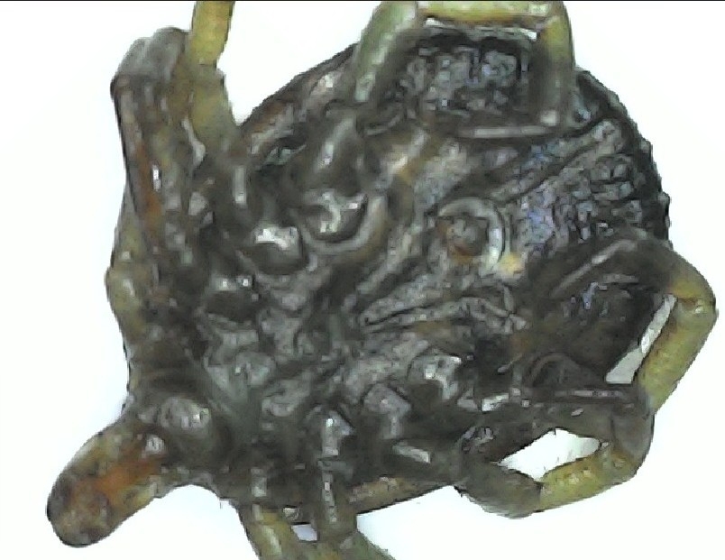 Amblyomma cajennense Fabricius, 1787