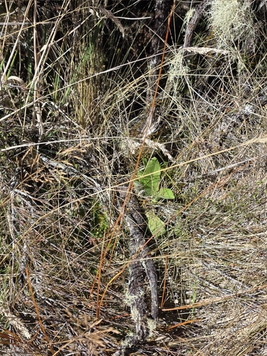 Carex punicea, photograph 3