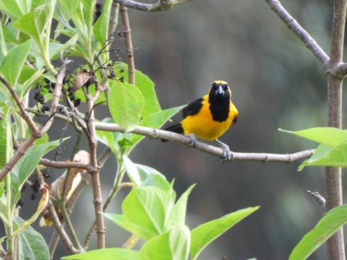 Yellow-backed Oriole (Icterus chrysater), photo 6