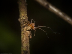 Oxyopes elegans