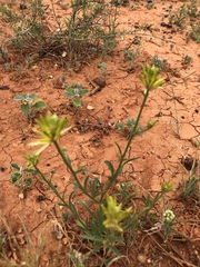 Ptilotus gaudichaudii