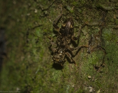 Stigmatium mastersii