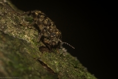 Stigmatium mastersii