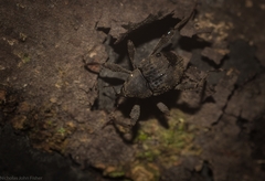 Onidistus araneus
