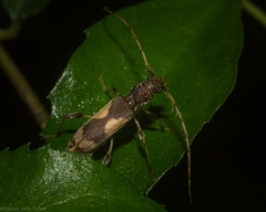 Porithodes plagiata