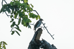 Gymnoris superciliaris