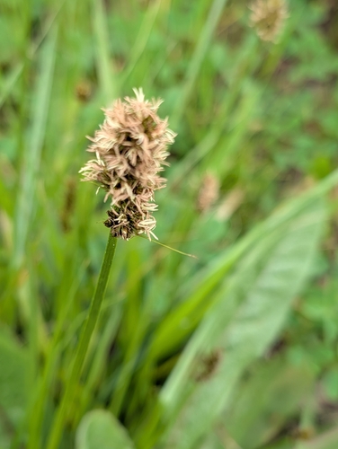 False Fox-sedge (Carex otrubae)
