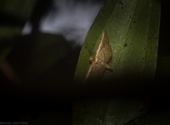 Hypolamprus ypsilon