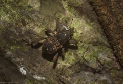 Methidrysis afflicta