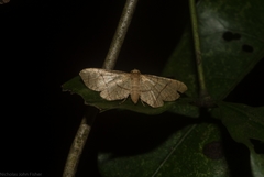 Hypolamprus ypsilon