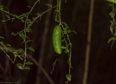 Citrus australasica