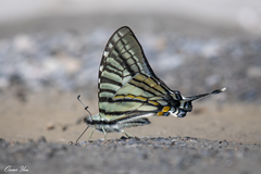 Graphium eurous asakurae