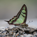 Graphium cloanthus kuge - Photo (c) 尹若宇, some rights reserved (CC BY-NC), uploaded by 尹若宇