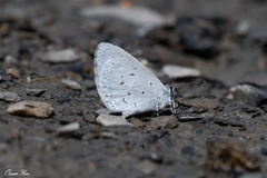 Celastrina lavendularis himilcon