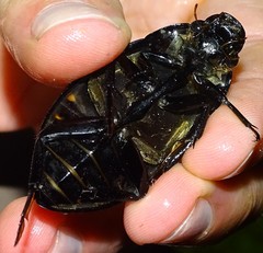 Hydrophilus pistaceus