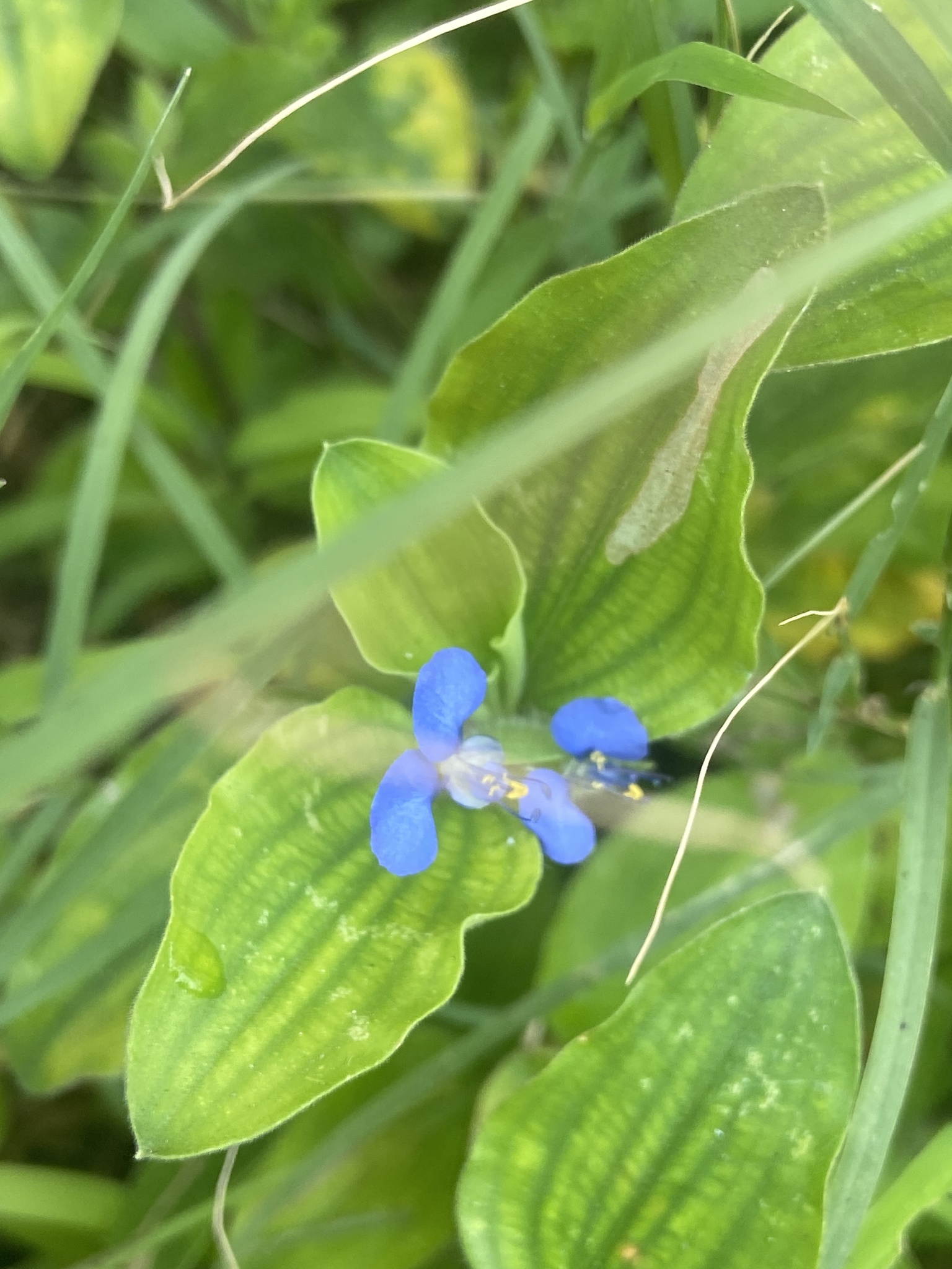 Commelina benghalensis — ảnh 3