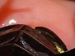 Hydrophilus pistaceus