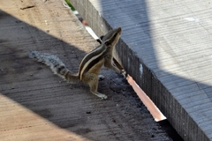 Funambulus pennantii